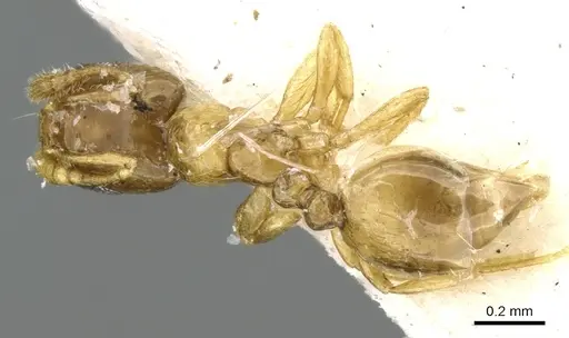 Monomorium exiguum - CASENT0906347