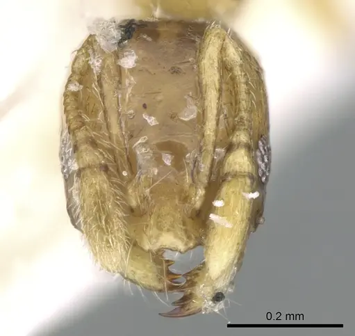 Monomorium exiguum - CASENT0906347