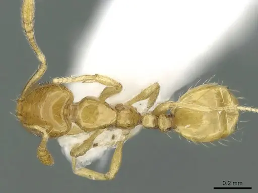 Monomorium exiguum - CASENT0906390