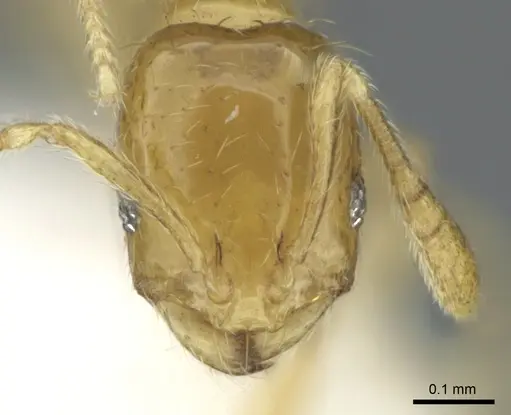 Monomorium exiguum - CASENT0906390