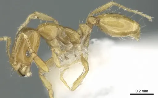Monomorium exiguum - CASENT0906390