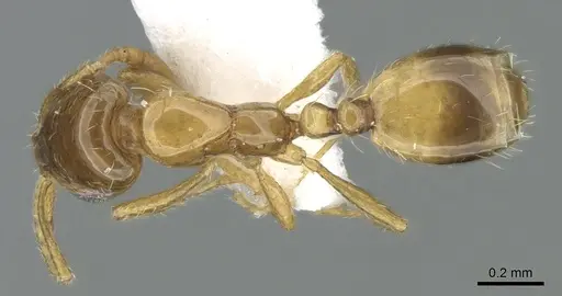 Monomorium exiguum - CASENT0906398