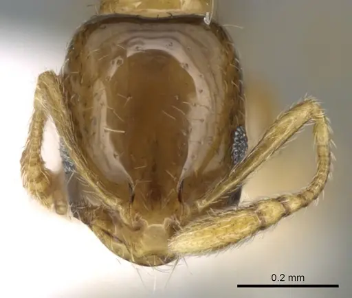 Monomorium exiguum - CASENT0906398