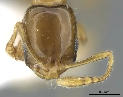 Monomorium exiguum - CASENT0906398