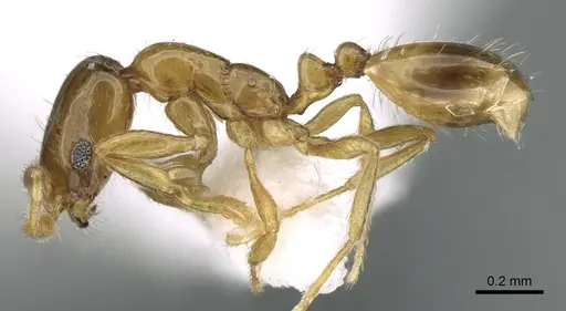 Monomorium exiguum - CASENT0906398