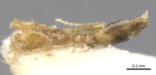 Monomorium exiguum - CASENT0913825