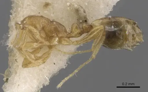 Monomorium exiguum - CASENT0913825