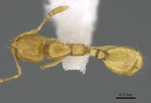 Monomorium exiguum - CASENT0922302