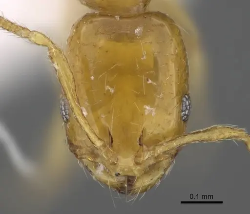 Monomorium exiguum - CASENT0922302