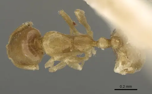Monomorium exiguum - CASENT0922336
