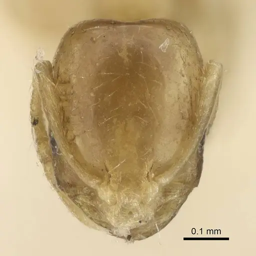 Monomorium exiguum - CASENT0922336