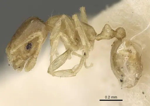 Monomorium exiguum - CASENT0922336