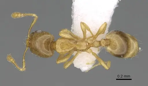 Monomorium exiguum - CASENT0922344