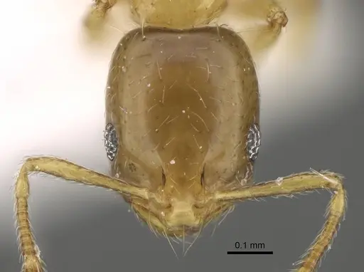 Monomorium exiguum - CASENT0922344