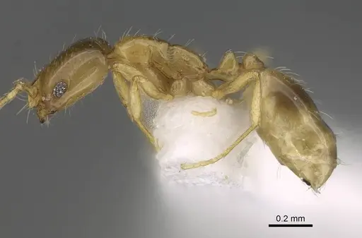 Monomorium exiguum - CASENT0922344