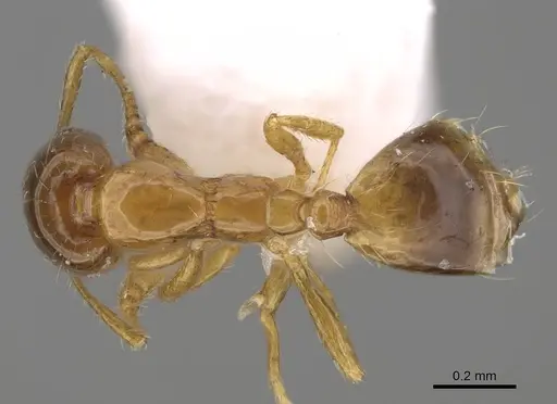 Monomorium exiguum - CASENT0922878
