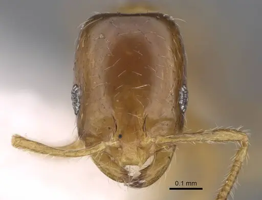 Monomorium exiguum - CASENT0922878