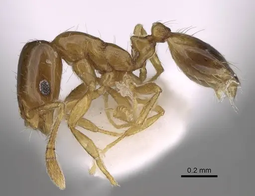 Monomorium exiguum - CASENT0922878