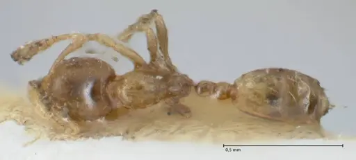 Monomorium exiguum - FOCOL1750