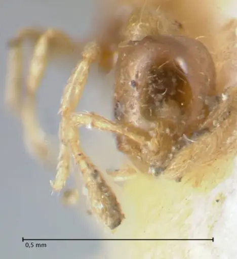 Monomorium exiguum - FOCOL1750