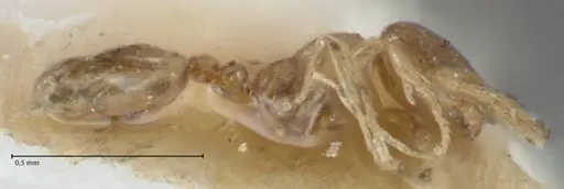 Monomorium exiguum - FOCOL1750