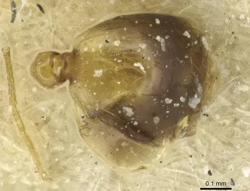 Monomorium fasciatum specimen