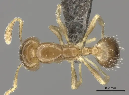 Monomorium fastidium specimen