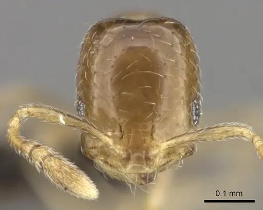 Monomorium fastidium specimen