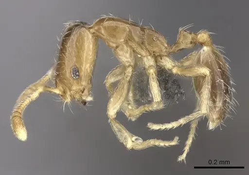 Monomorium fastidium specimen