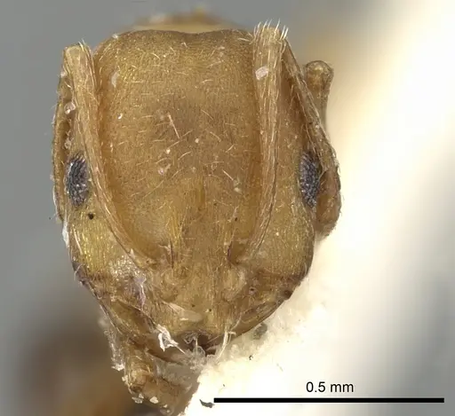 Monomorium fayfaense specimen