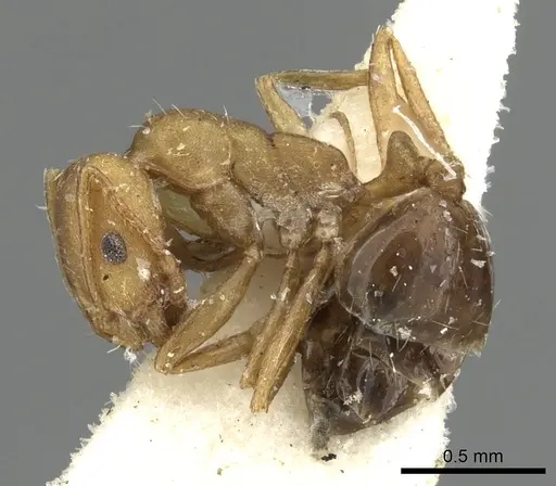 Monomorium fayfaense specimen