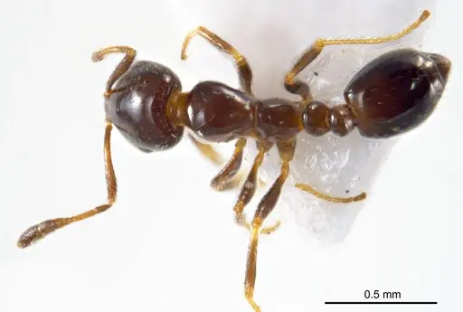 Monomorium fieldi specimen