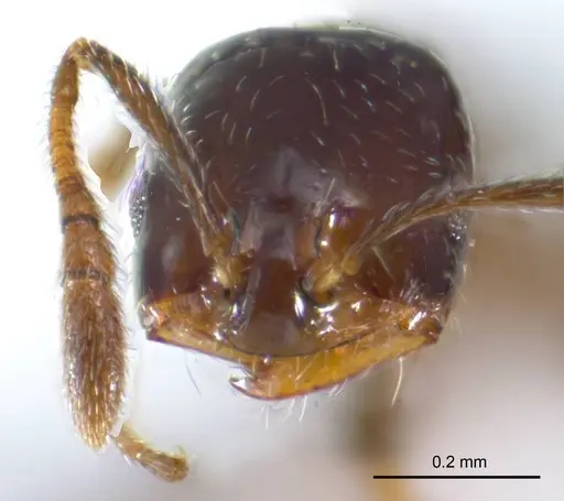 Monomorium fieldi specimen