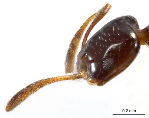 Monomorium fieldi specimen