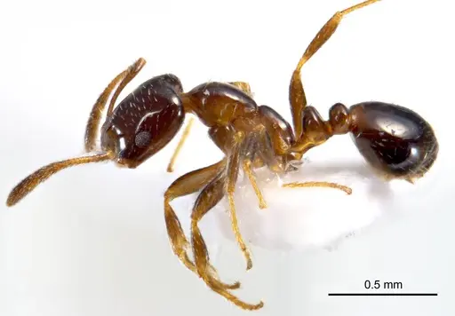 Monomorium fieldi - ANTWEB1008677