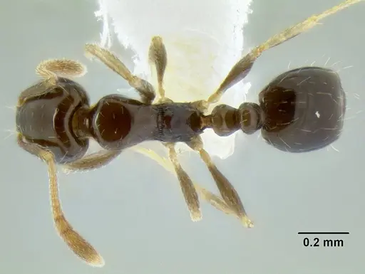 Monomorium fieldi - CASENT0106273