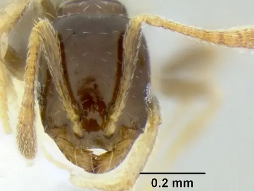 Monomorium fieldi - CASENT0106273