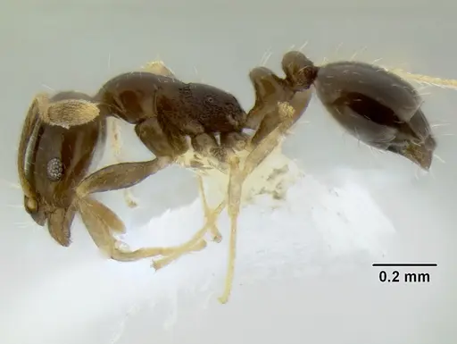 Monomorium fieldi - CASENT0106273