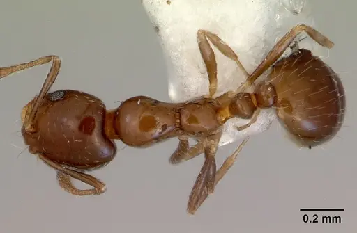 Monomorium fieldi - CASENT0172355