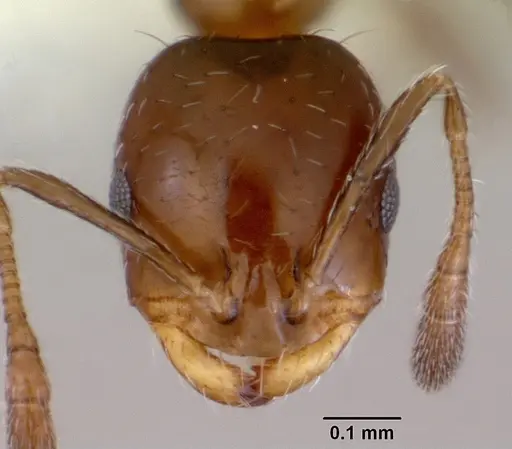 Monomorium fieldi - CASENT0172355