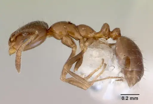 Monomorium fieldi - CASENT0172355