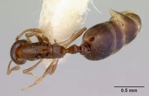 Monomorium fieldi - CASENT0172356