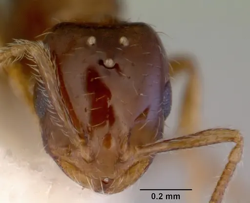 Monomorium fieldi - CASENT0172356