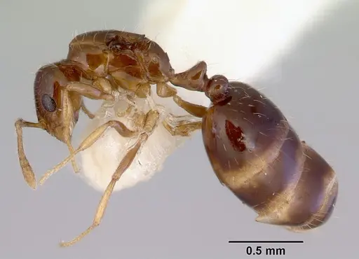 Monomorium fieldi - CASENT0172356