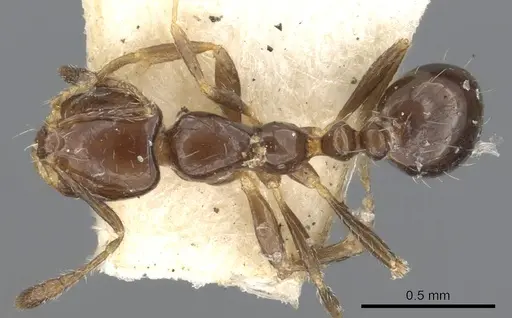Monomorium fieldi - CASENT0902286