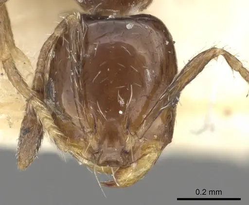 Monomorium fieldi - CASENT0902286