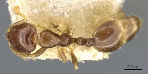 Monomorium fieldi - CASENT0904586