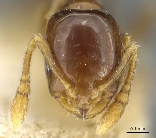 Monomorium fieldi - CASENT0904586