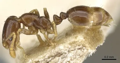 Monomorium fieldi - CASENT0904586