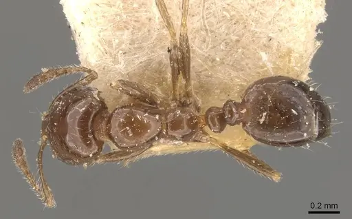 Monomorium fieldi - CASENT0908769